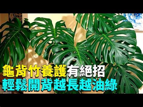 客廳龜背芋|家居風水佈局指南：龜背芋放哪裡？辦公室、客廳、玄關擺放位置。